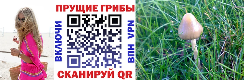 сайты даркнета наркотические препараты Кологрив Псилоцибиновые грибы ЛСД